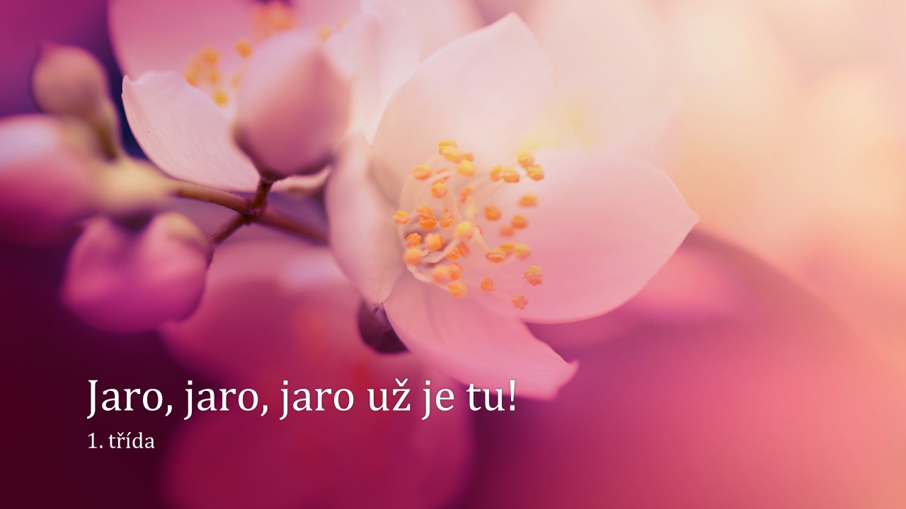 Snímek1