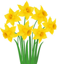yellow_daffodils_png_transparent_clip_art_image.png